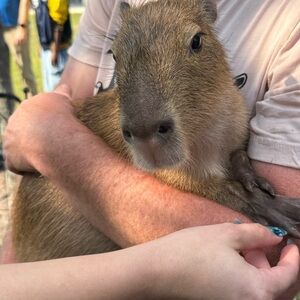 Meet your Posher, Manuela